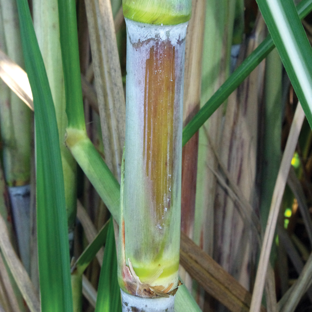 Distinguishing characteristics – Bronzed stalk color with exposure to the sun and pink-tinged leaf sheaths; moderate amount of leaf sheath pubescence.